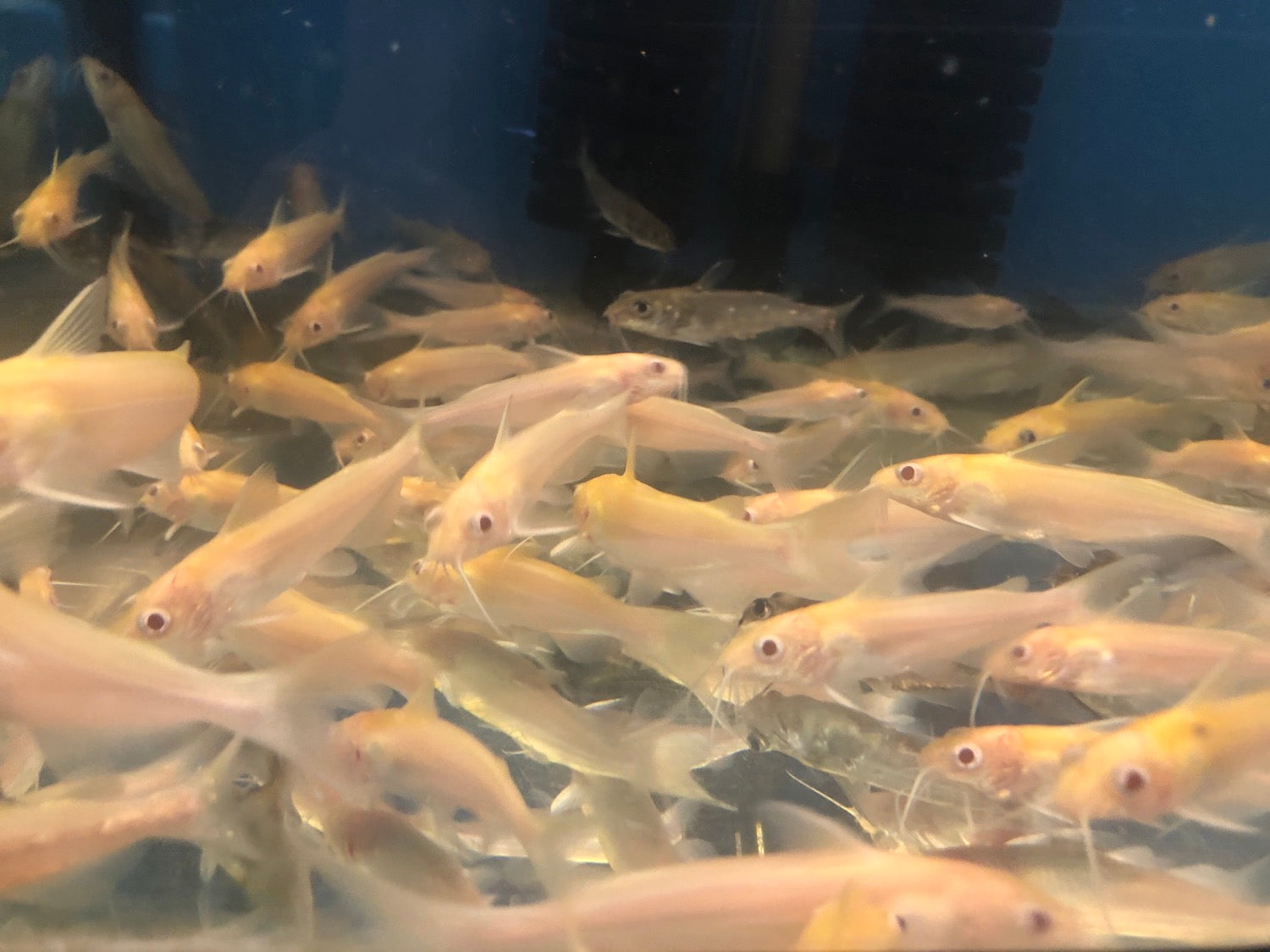 Albino Channel Catfish (Ictalurus punctatus) Predatory Fins