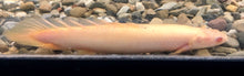 Load image into Gallery viewer, Albino Short Body Senegal Bichir (Polypterus senegalus)

