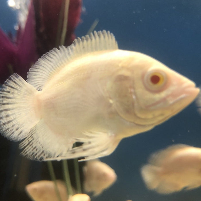 Albino Snow Tiger Oscar (Astronotus ocellatus)