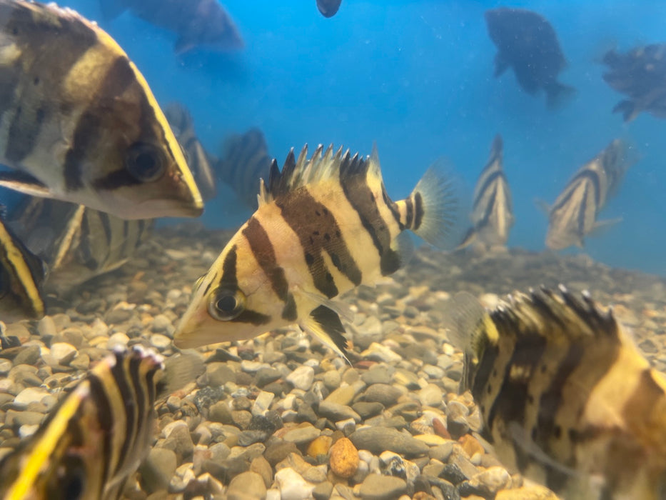 Indo Datnoid Tiger Fish (Datnioides microlepis)