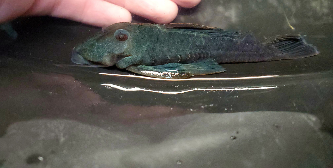 L239 Blue Panaque Pleco (Baryancistrus beggini)