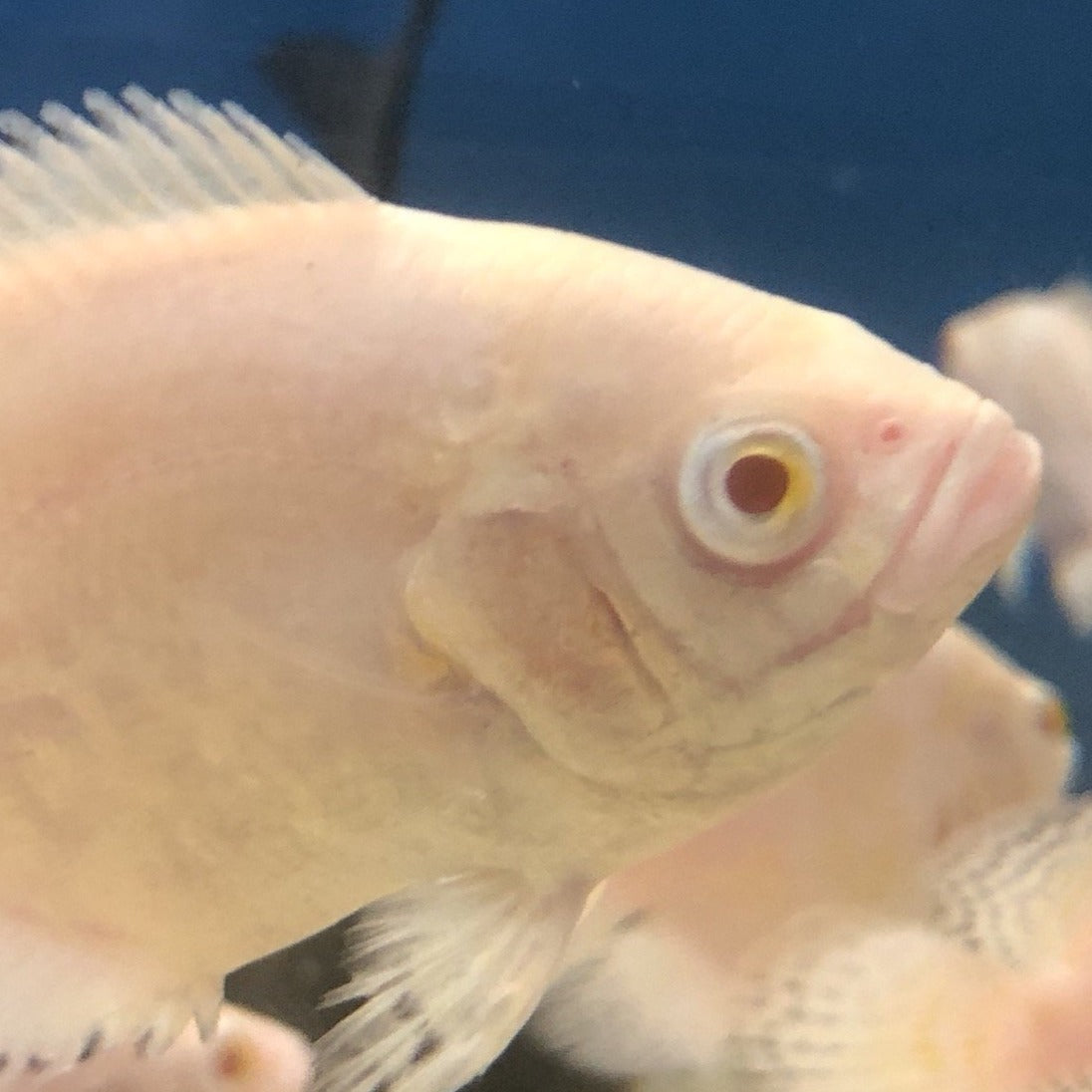 Albino Snow Tiger Oscar (Astronotus ocellatus)