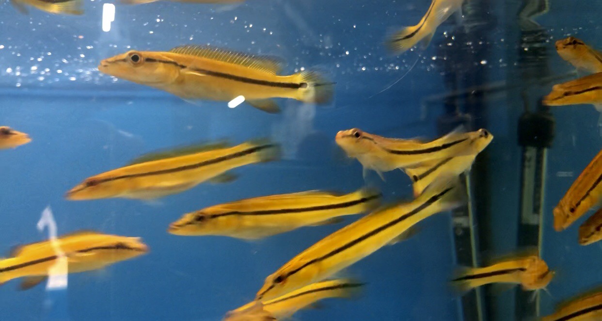 Xingu Pike Cichlid (Crenicichla xingu sp)