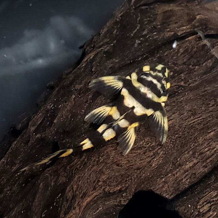 L168 Butterfly Pleco (Dekeyseria brachyura)