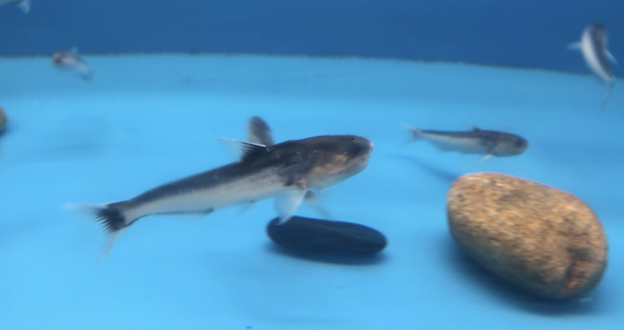 Blue Whale Catfish (Cetopsis coecutiens)