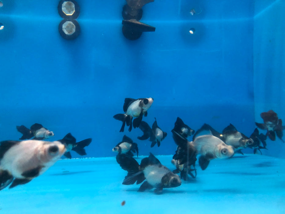 Moor Panda Butterfly Telescope Goldfish (Carassius auratus)