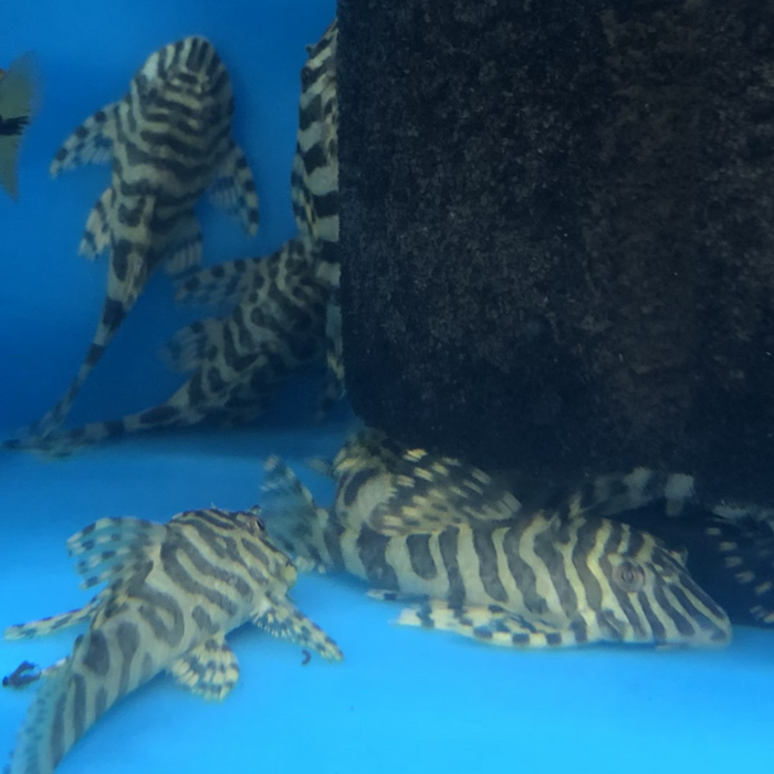 L134 Leopard Frog Pleco (Peckoltia compta)