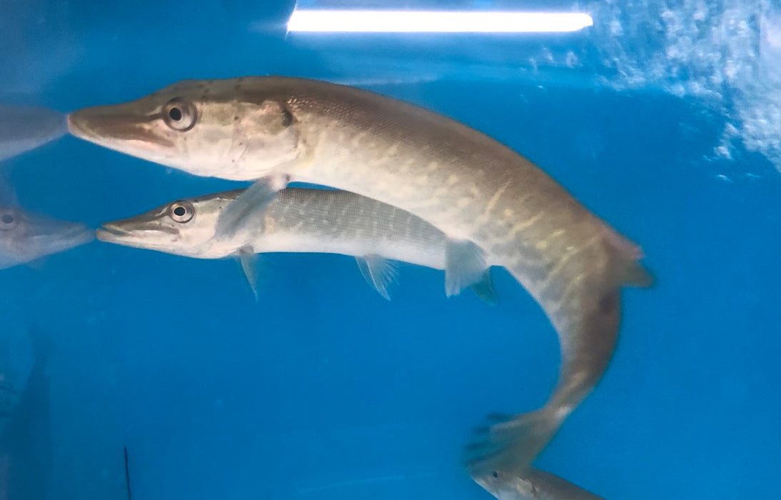 Chain Pickerel (Esox niger)