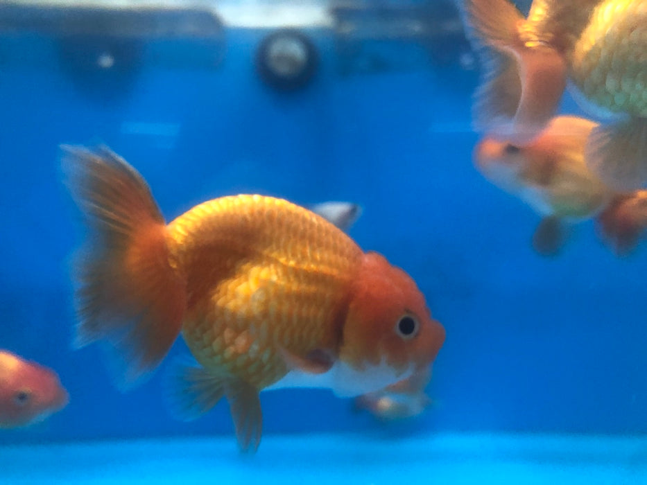Ranchu Goldfish (Carassius auratus)