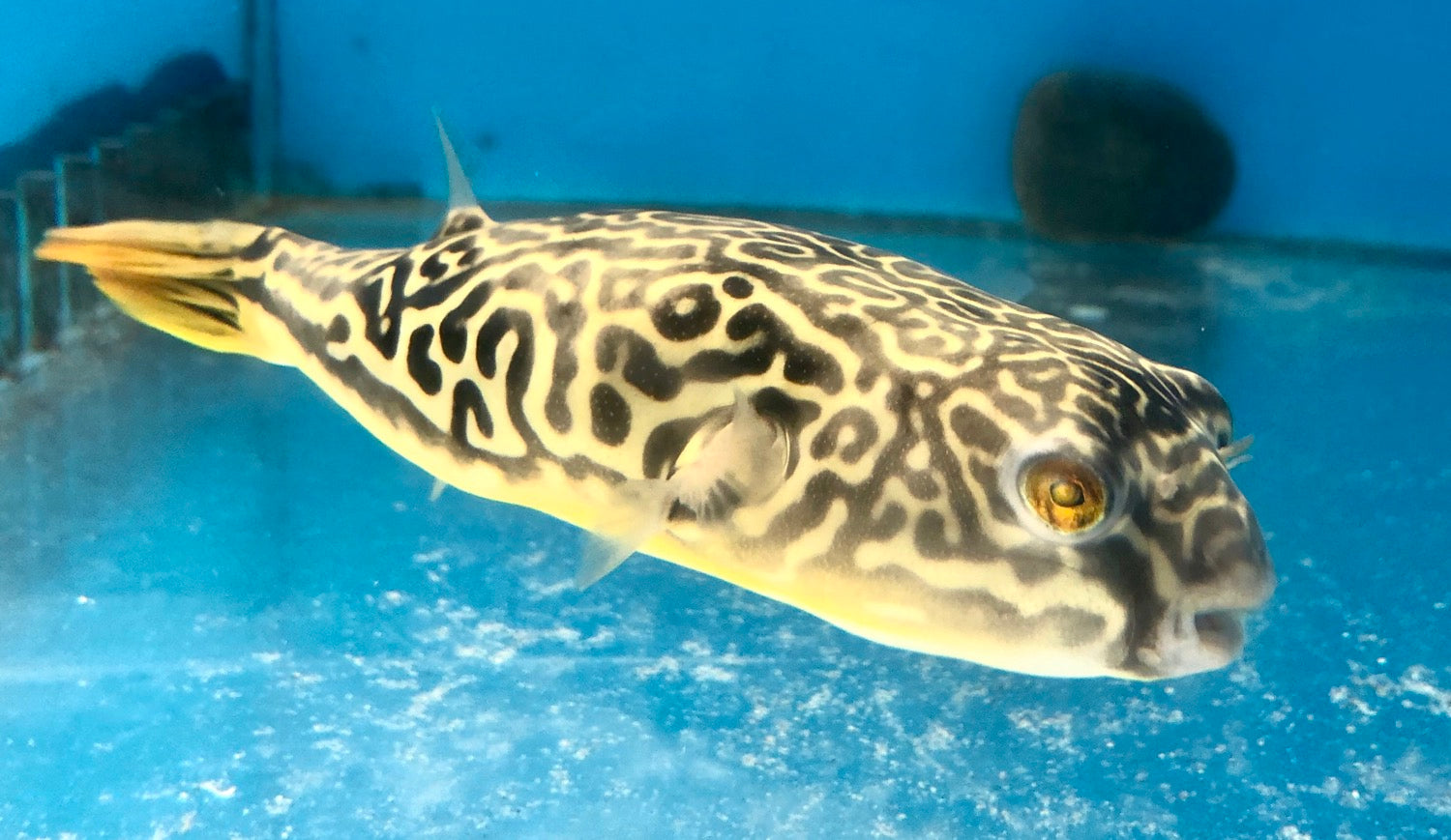 Giant Mbu Puffer Fish (Tetraodon mbu)