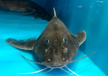 Load image into Gallery viewer, Silver Centrodoras Catfish (Centrodoras brachiatus)
