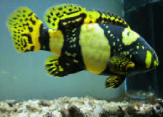 Bumblebee Grouper (Epinephelus lanceolatus)