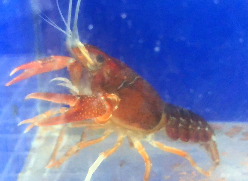 Tricolor Ghost Crayfish (Procambarus clarkii)