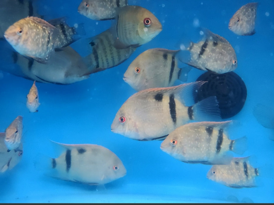 Panda Uaru Cichlid (Uaru fernandezyepezi)