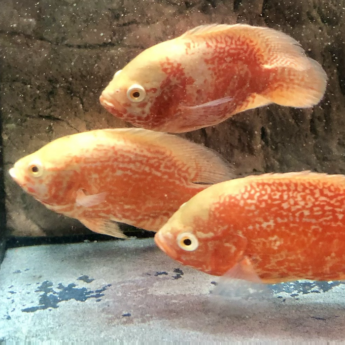 Albino Super Red Tiger Oscar Cichlid (Astronotus ocellatus)