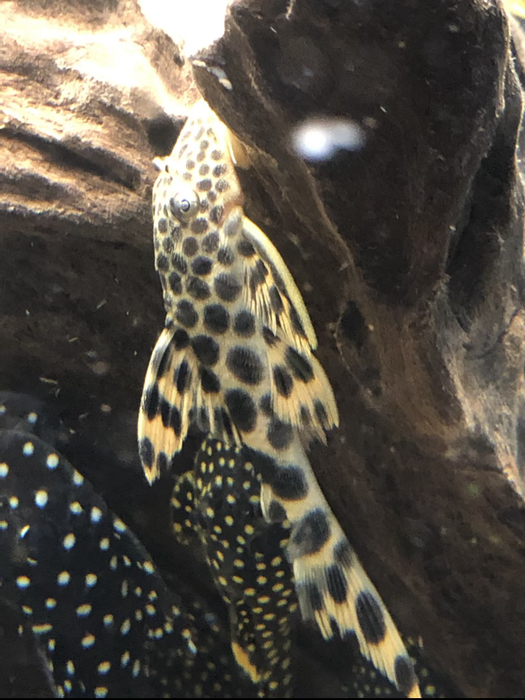 L075 / L124 Para Pleco (Peckoltia sabaji)