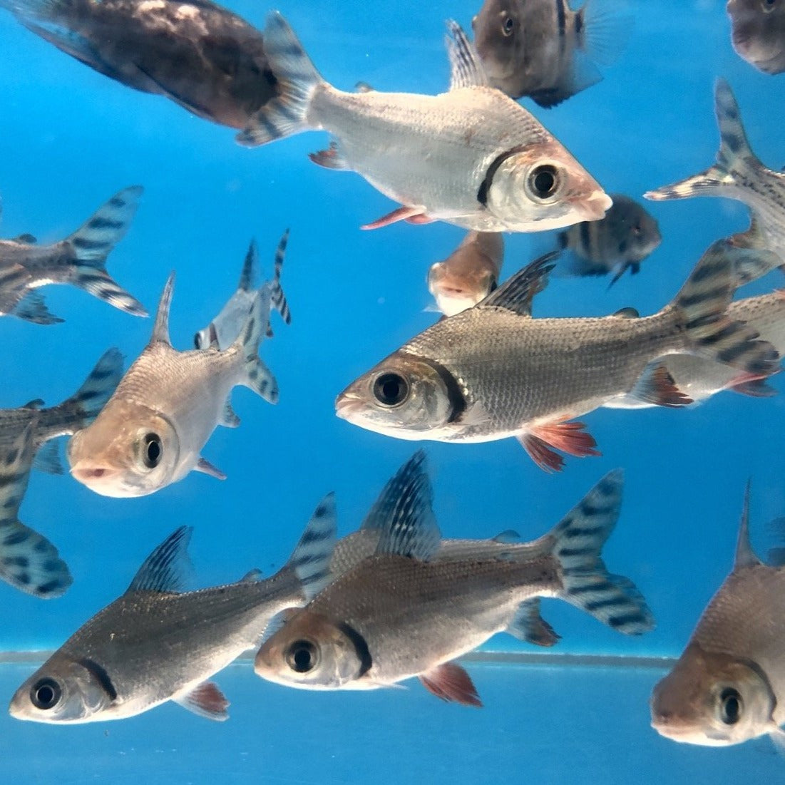 Redfin Flagtail Prochilodus (Semaprochilodus taeniurus)