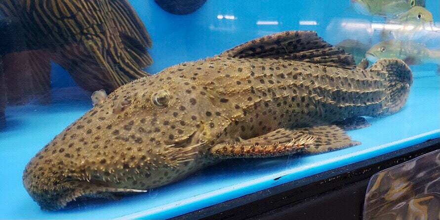 L096 / L160 Spiny Monster Pleco (Pseudacanthicus spinosus)