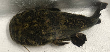 Load image into Gallery viewer, Jelly Catfish (Cephalosilurus apurensis)
