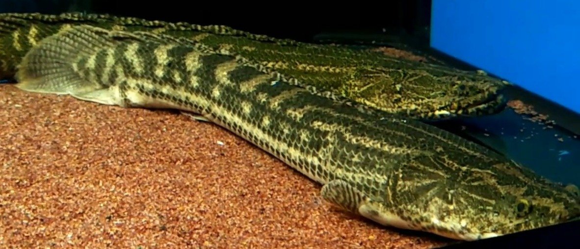 Lapradei Koliba Bichir (Polypterus lapradei)