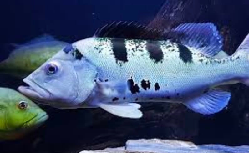 Axanthic Mono Peacock Bass (Cichla monoculus)