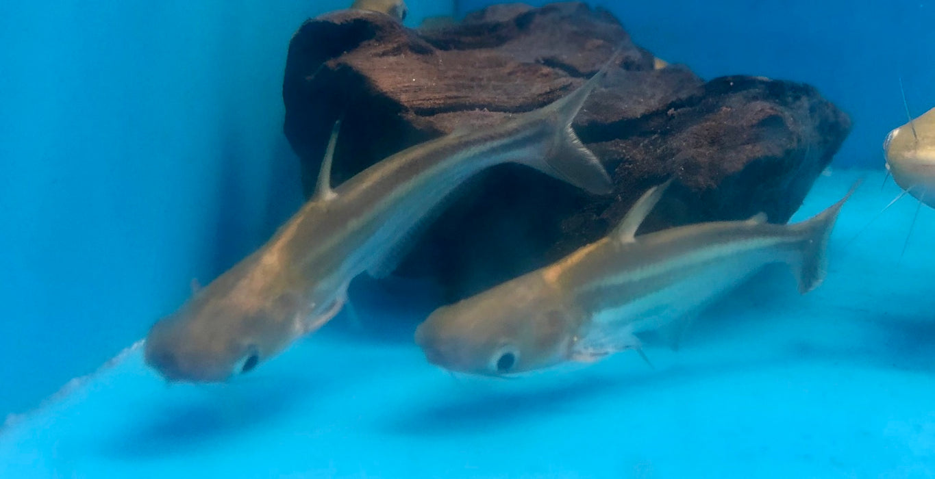 Iridescent Shark (Pangasianodon hypophthalmus)