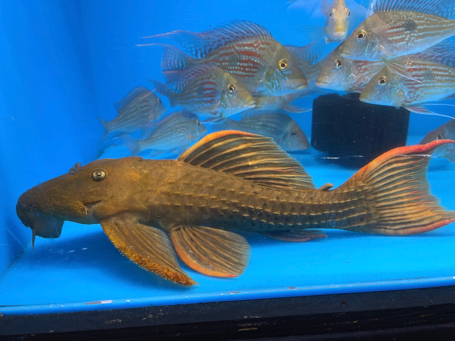L024 Redfin Cactus Pleco (Pseudacanthicus pitanga)