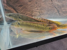 Load image into Gallery viewer, Zebrina Pike Cichlid (Crenicichla zebrina)

