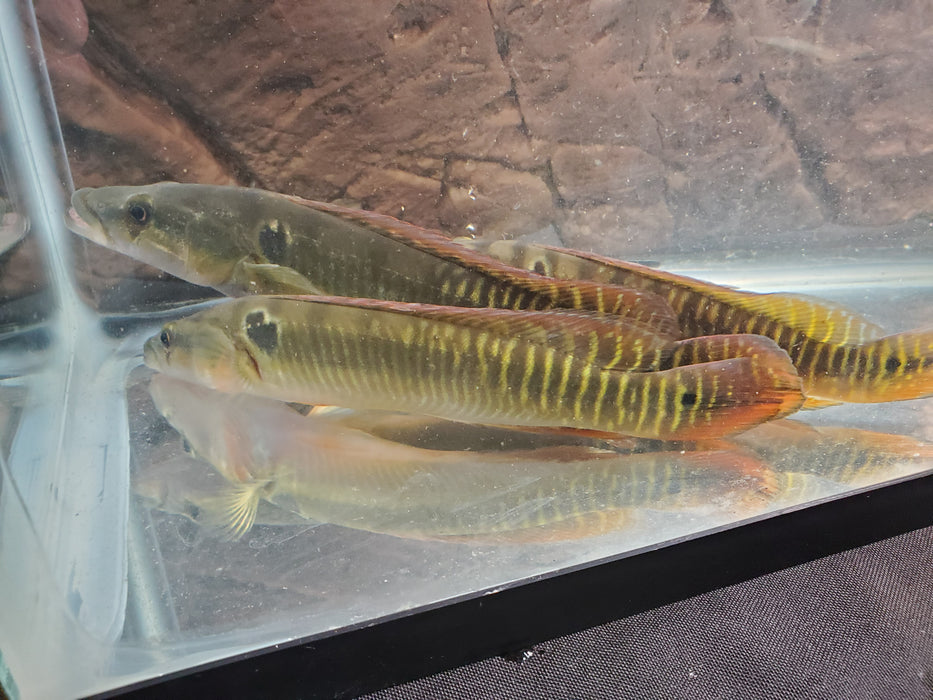 Zebrina Pike Cichlid (Crenicichla zebrina)