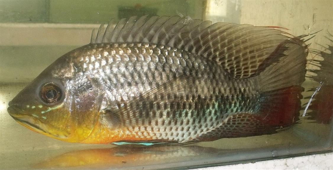 Flavescens Cichlid (Chaetobranchus flavescens)