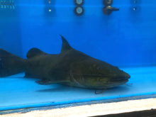 Load image into Gallery viewer, Jau Catfish (Zungaro zungaro)
