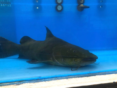 Jau Catfish (Zungaro zungaro) – Predatory Fins