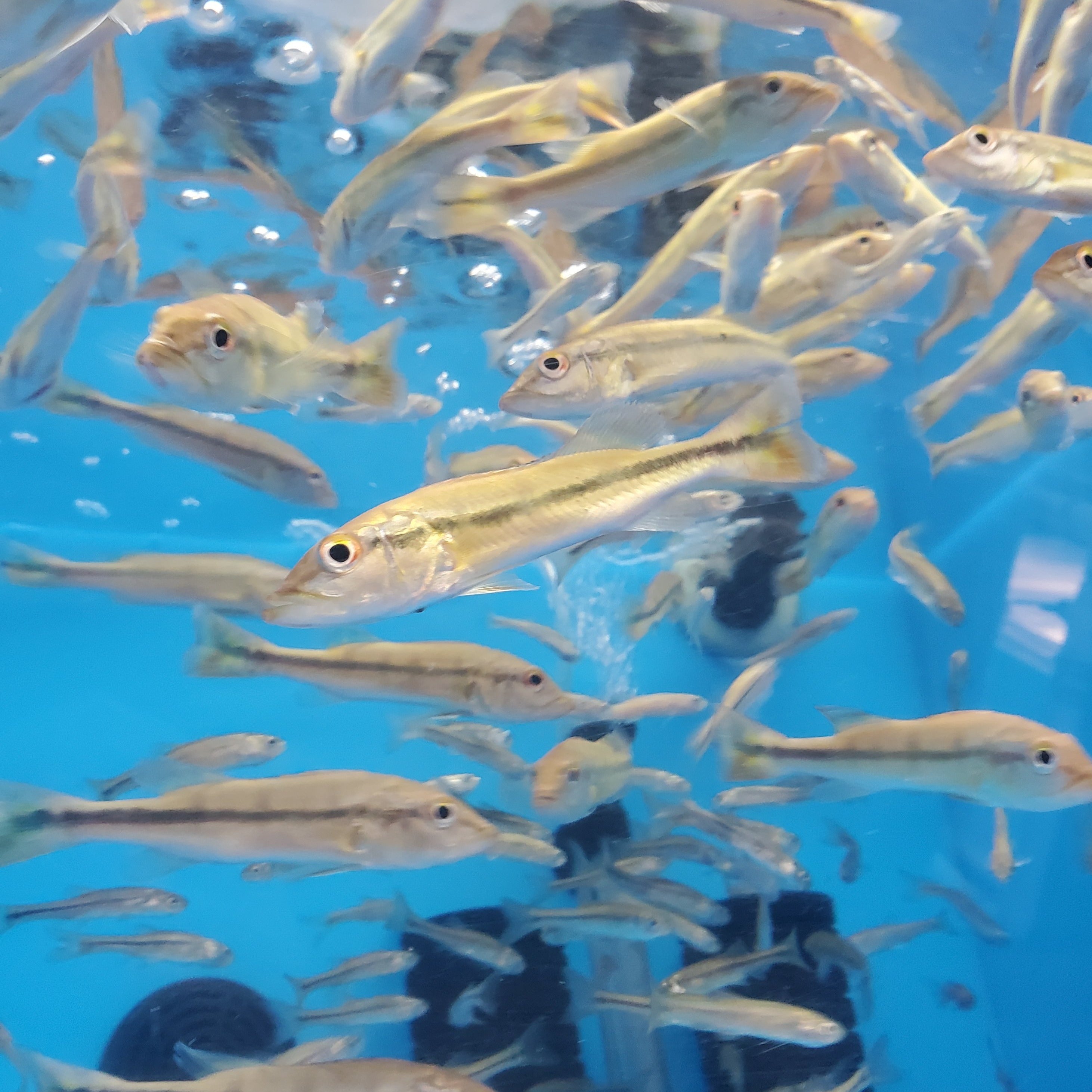 Temensis Paca Temensis Peacock Bass (Cichla temensis) – Predatory Fins