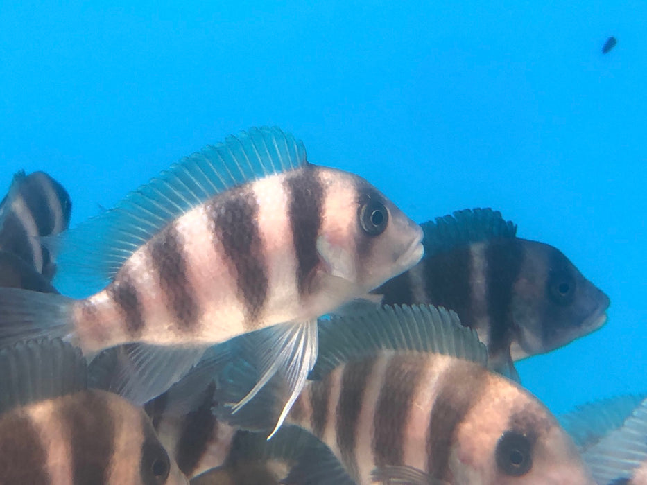 Blue Moba Frontosa Cichlid (Cyphotilapia frontosa)