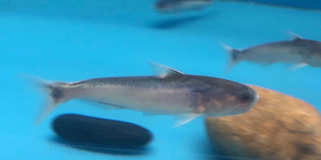 Blue Whale Catfish (Cetopsis coecutiens)