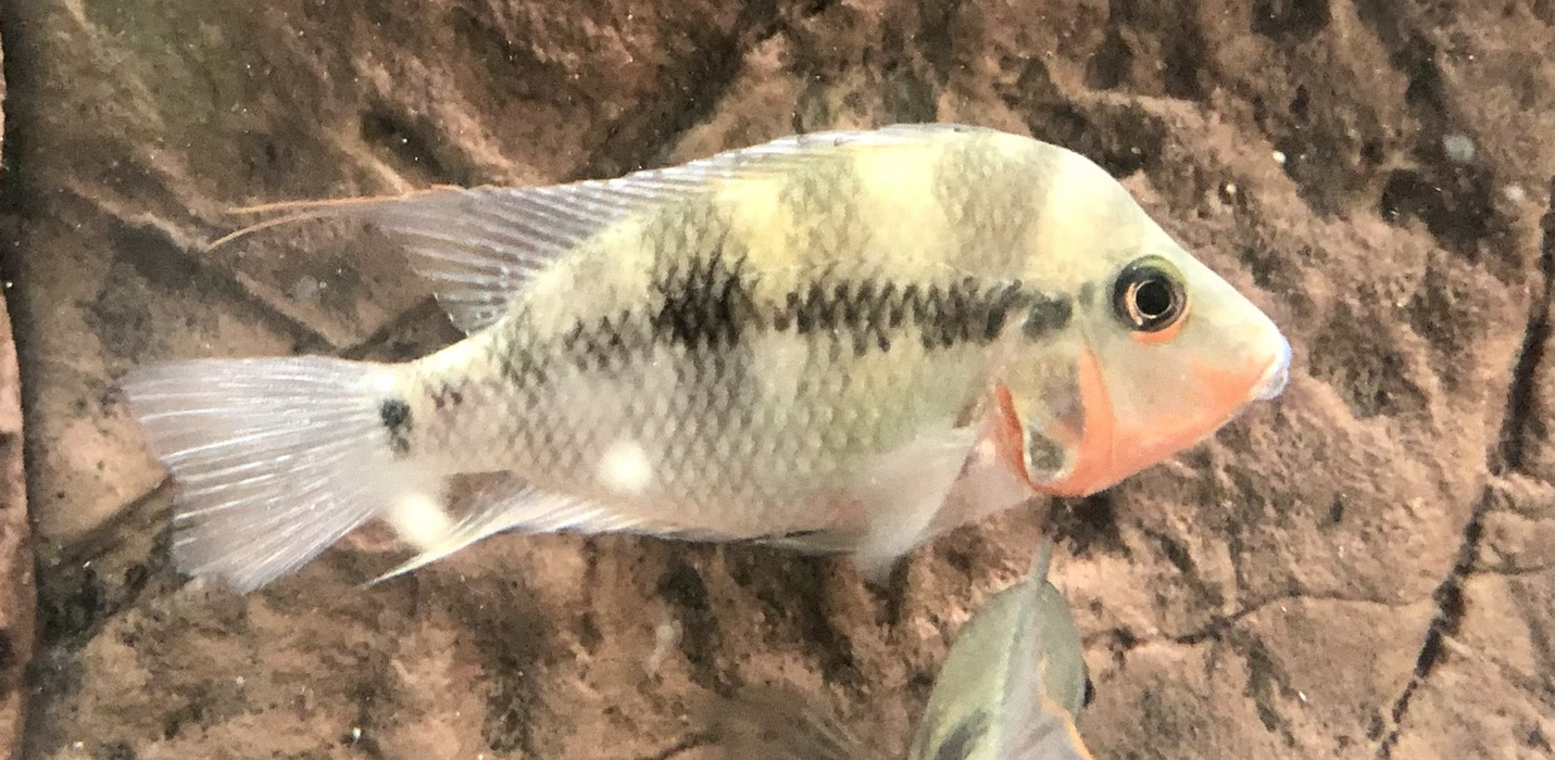 Firemouth Cichlid (Thorichthys meeki)