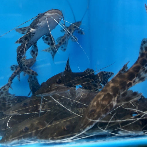 Tiger Shovelnose Marble Achara Hybrid Catfish