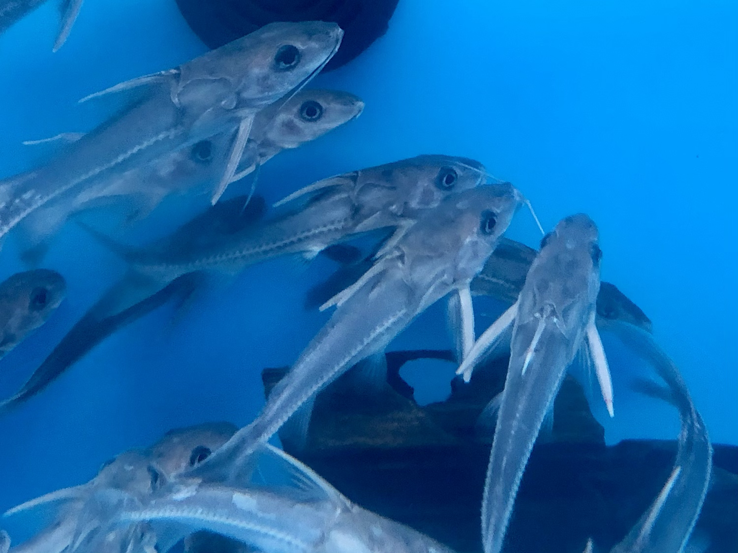 Turushuki Blue Mouse Catfish (Hemidoras sp)