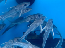 Load image into Gallery viewer, Turushuki Blue Mouse Catfish (Hemidoras sp)
