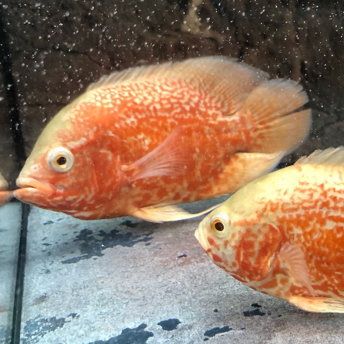 Albino Super Red Tiger Oscar Cichlid (Astronotus ocellatus)
