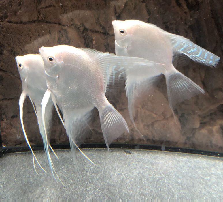 Platinum Angelfish (Pterophyllum scalare)