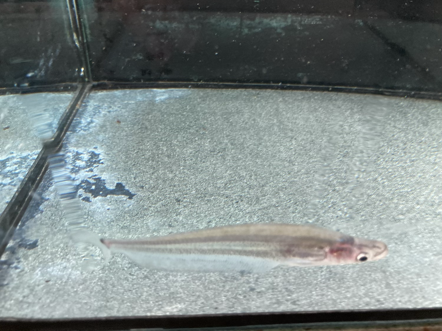 Dinema Catfish (Belodontichthys dinema)