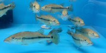 Load image into Gallery viewer, Xingu Peacock Bass (Cichla melaniae)
