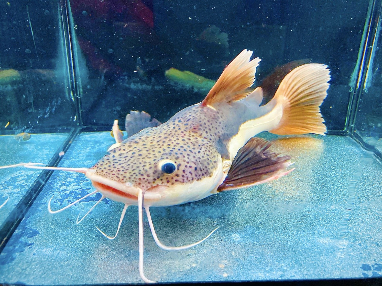 Short Body Redtail Catfish (Phractocephalus hemioliopterus) — Predatory ...