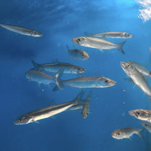 Load image into Gallery viewer, Yellowcheek Bambusa (Elopichthys bambusa)
