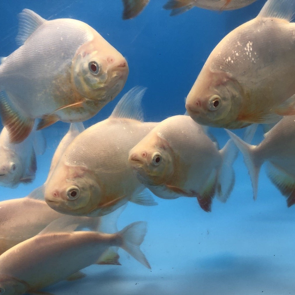 MYLEUS / PACU — Predatory Fins