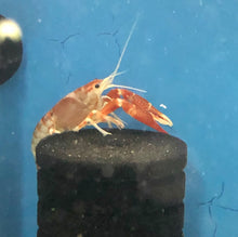 Load image into Gallery viewer, Tricolor Ghost Crayfish (Procambarus clarkii)
