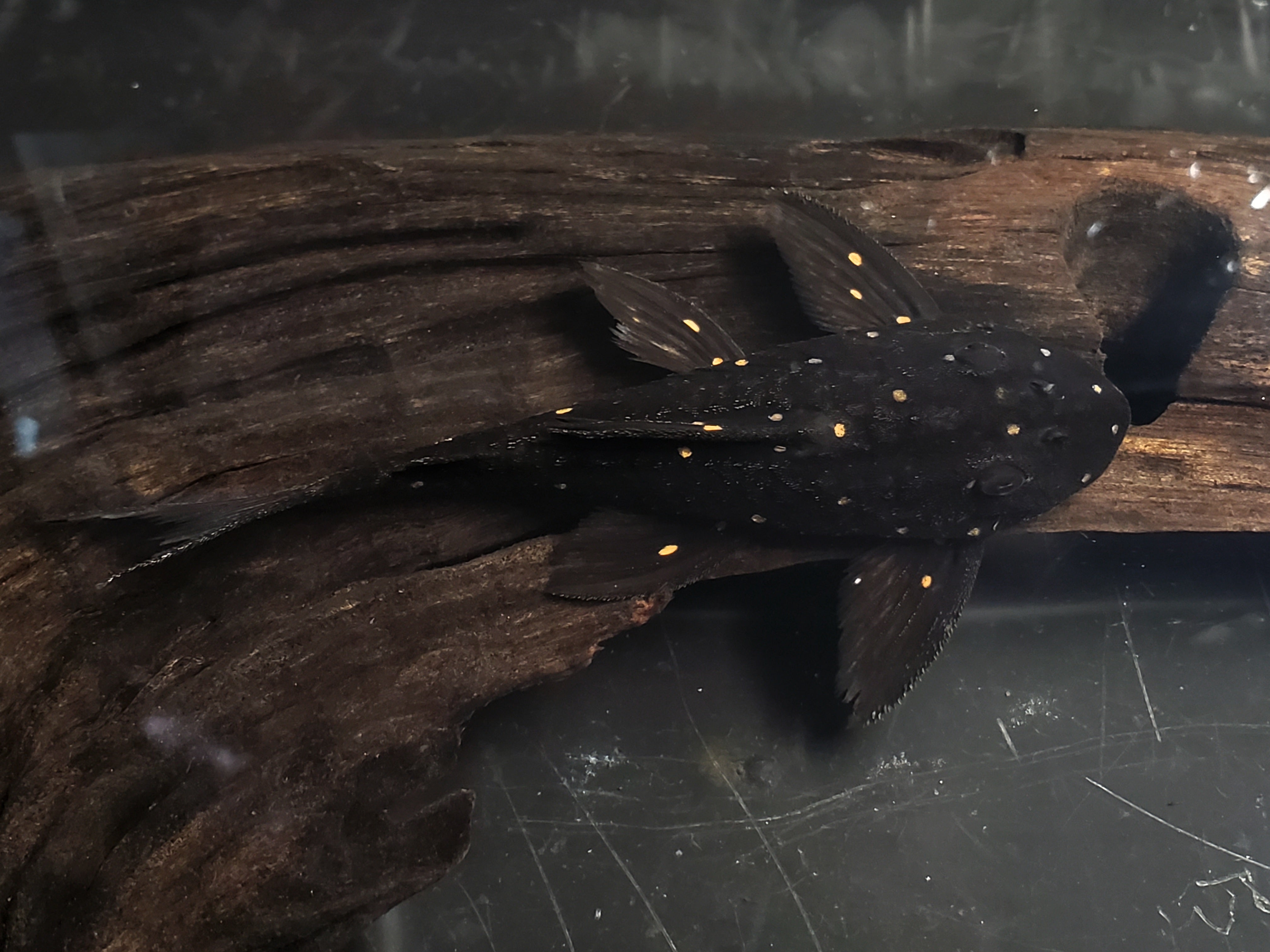 LDA031 Mustard Spot Pleco (Panaqolus albomaculatus)