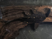 Load image into Gallery viewer, LDA031 Mustard Spot Pleco (Panaqolus albomaculatus)
