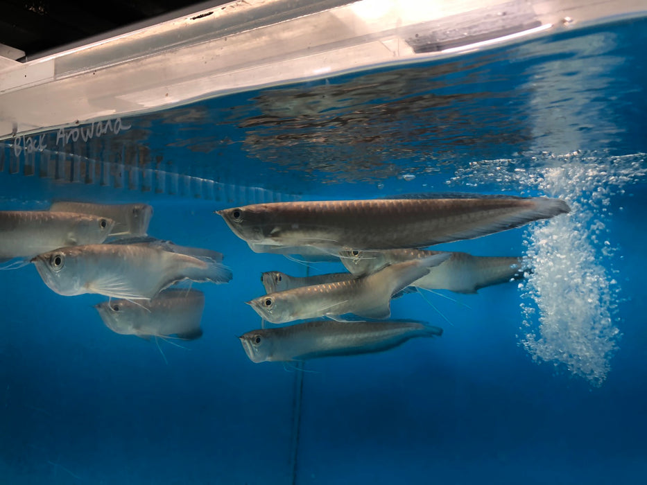Black Arowana (Osteoglossum Ferreirai)